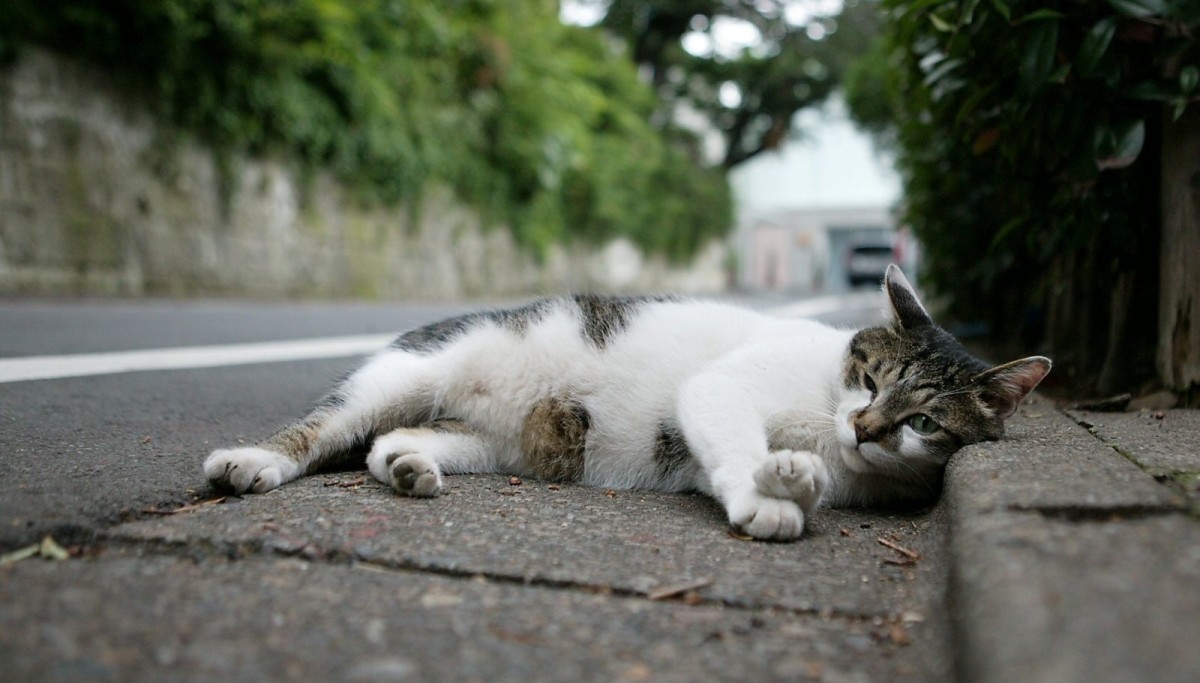 Почему коты уходят из дома: старость и проблемы со здоровьем