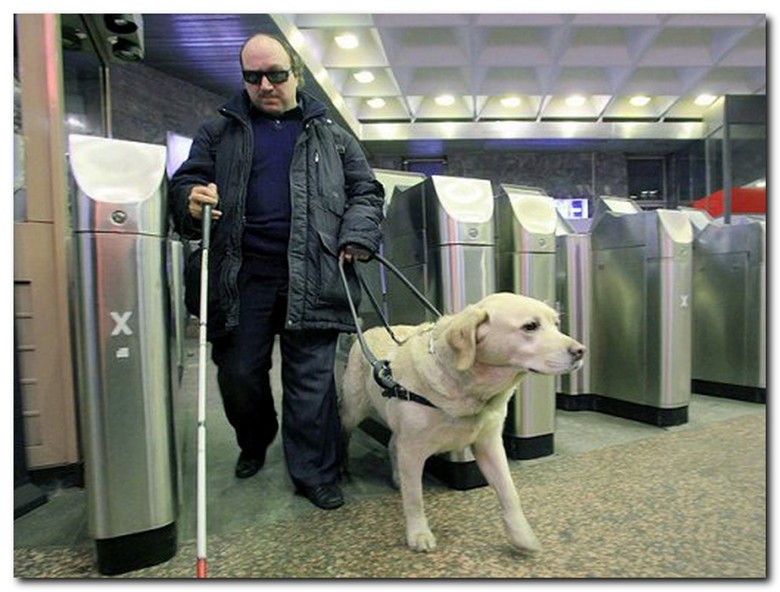 Собака-поводырь для слепых: название породы