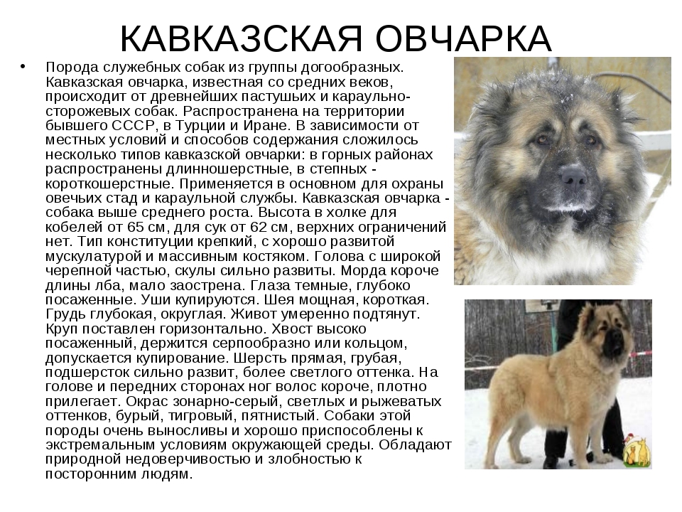 Кавказская овчарка волкодав: характеристика породы