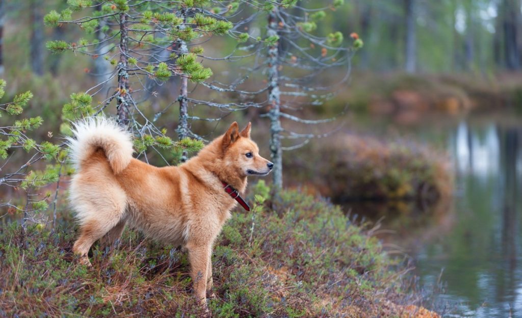 Рыже-красный охотник — карело-финская лайка