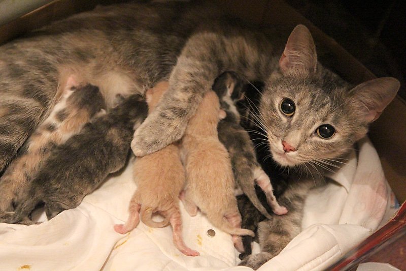 Чем кормить кошку после родов: полноценное питание и уход