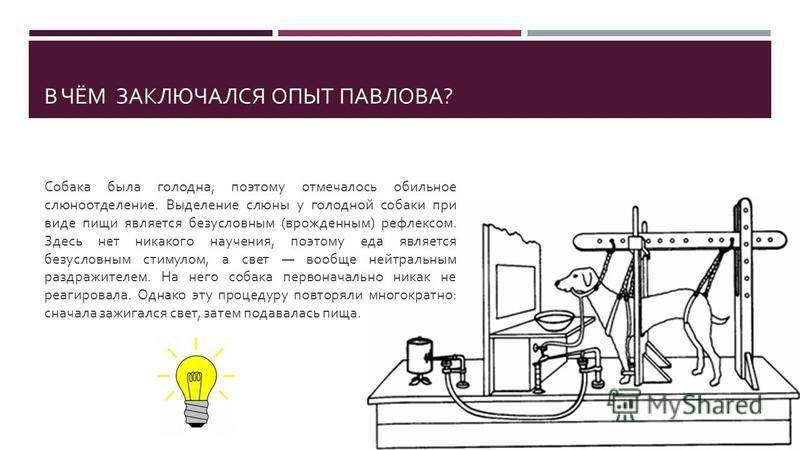 Презентация возможностей перевода получившая название эксперимент была