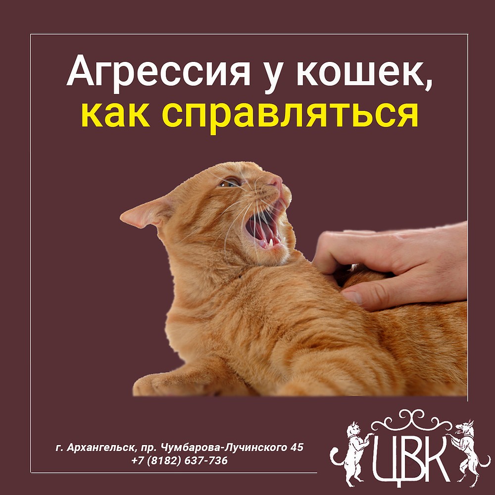 Причины агрессии кошек направленной на хозяина