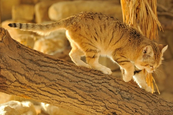 Барханный кот (песчаная кошка)