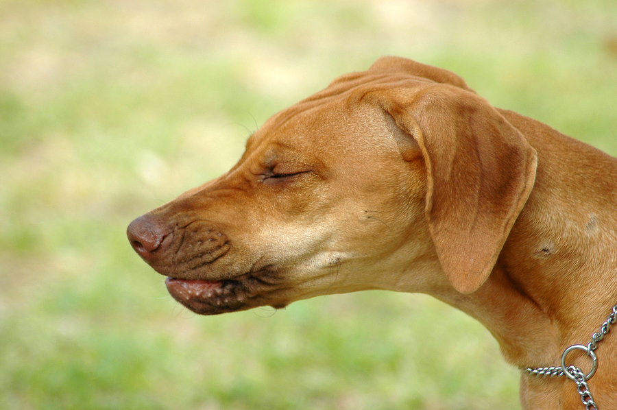 Собака чихает и фыркает: что это значит и что делать