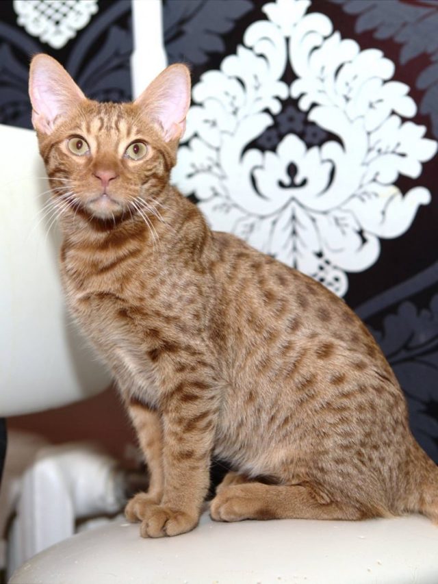 Оцикет кошка — описание породы котов, рыжий котенок