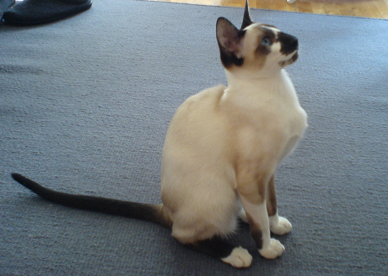 Сейшельская кошка: описание породы, характер, отзывы (с фото и видео)
