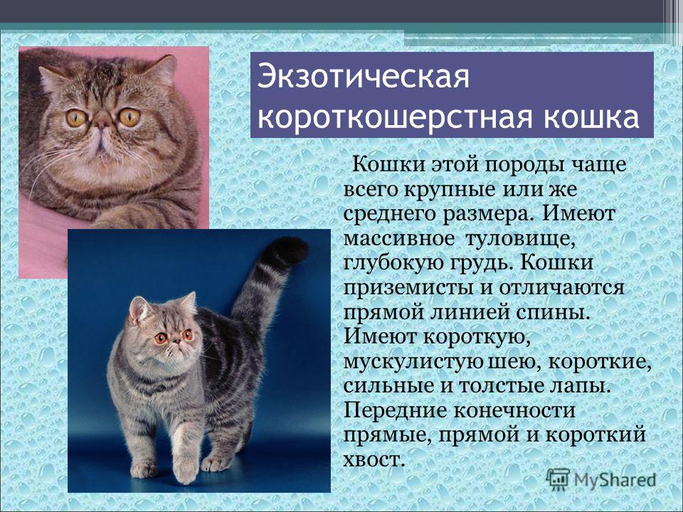 Кошка британская короткошёрстная: описание породы, особенности ухода и питания