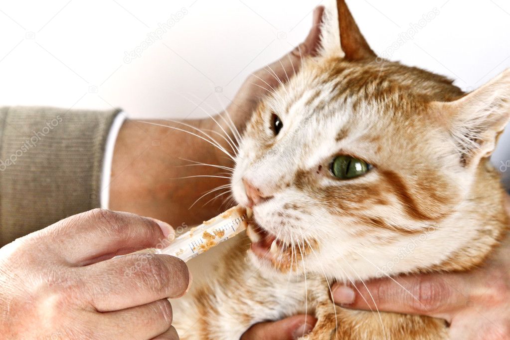 Можно давать котам сыр. Жидкое питание для кошек больных. Спец питание для болеющих кошек.