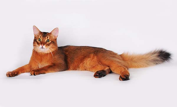 Сомалийская кошка: описание породы и характер