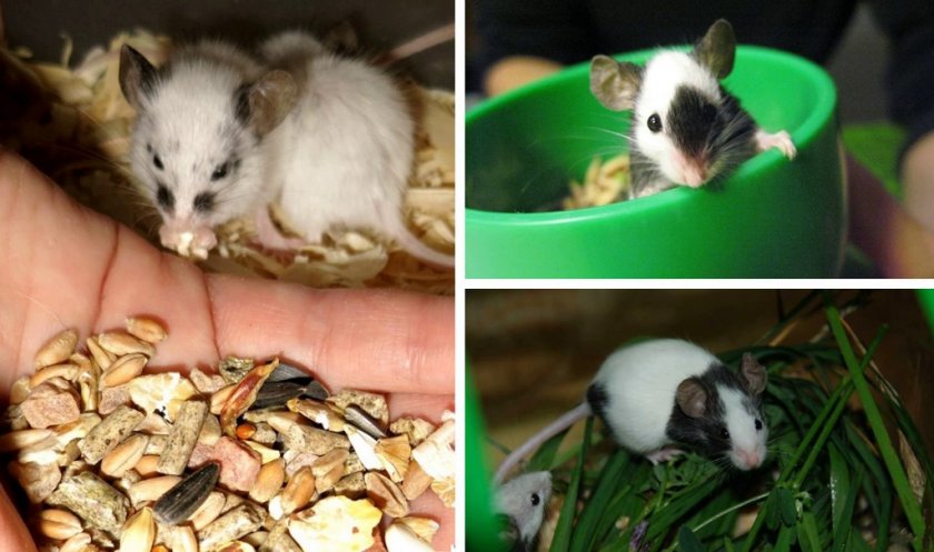 Белая мышь — описание вида, размера и характера