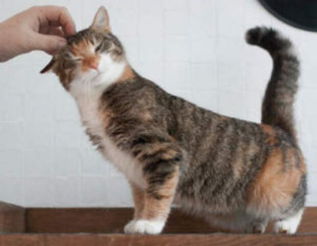 Кошкины заморочки: как помочь питомцу во время течки