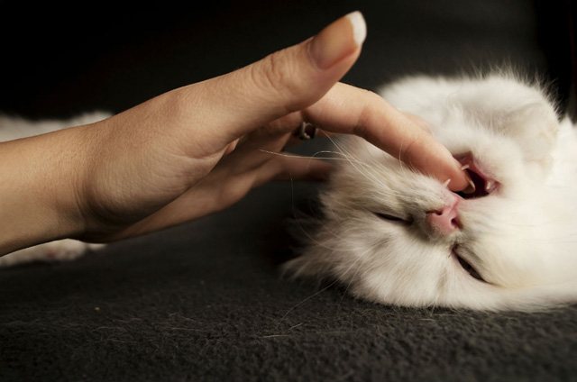 Как отучить кошку кусать руки и ноги: 5 советов