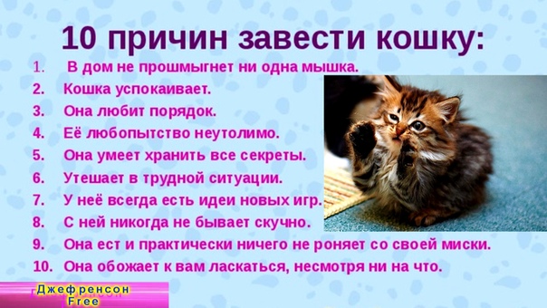 3 главных причины завести вторую кошку