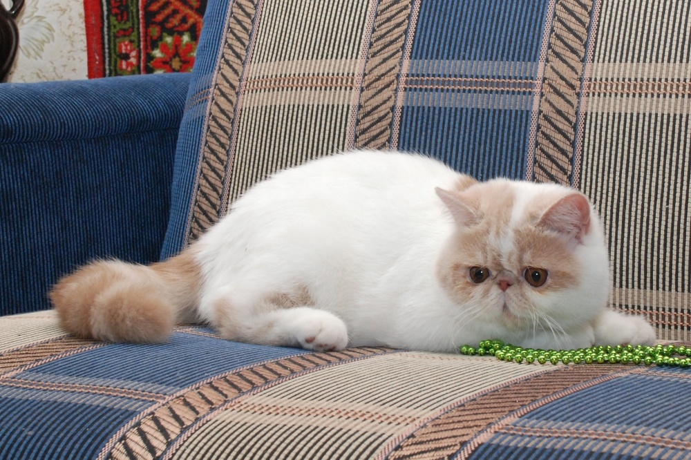 Экзотическая кошка — особенности породы, характер и уход
