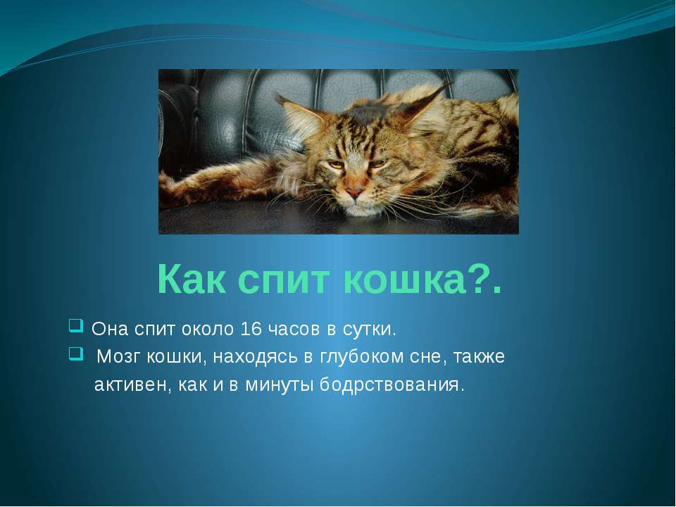 Презентация про котов 4 класс