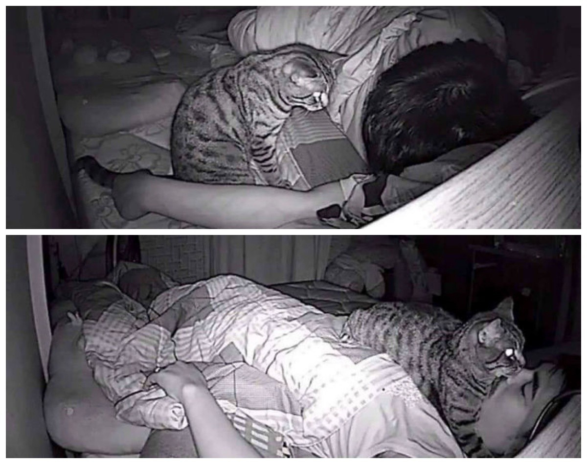 Кот не дает спать по ночам: что делать и как с ним бороться