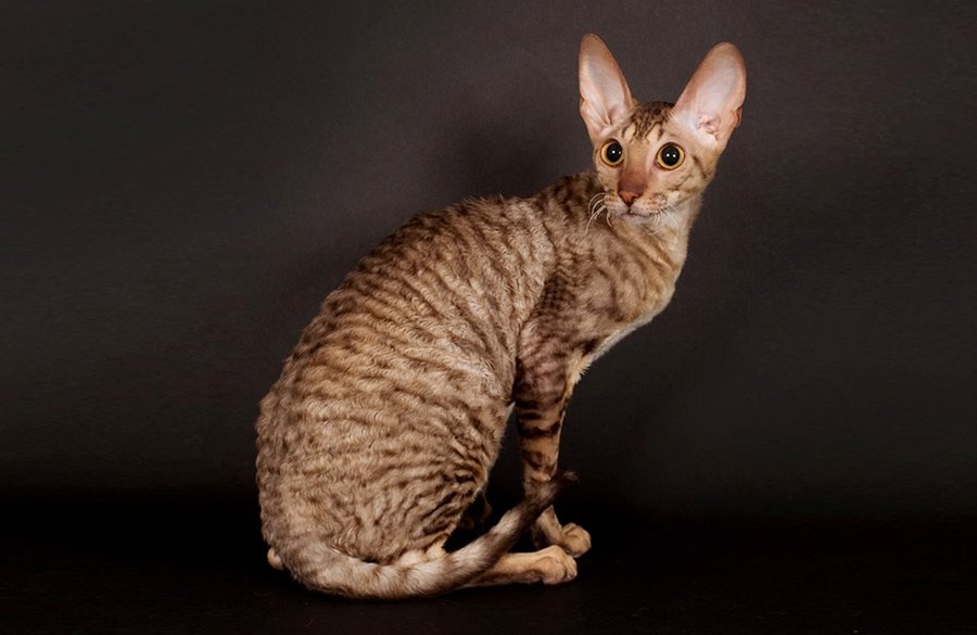 Кошка сфинкс с шерстью: как называется порода, фото