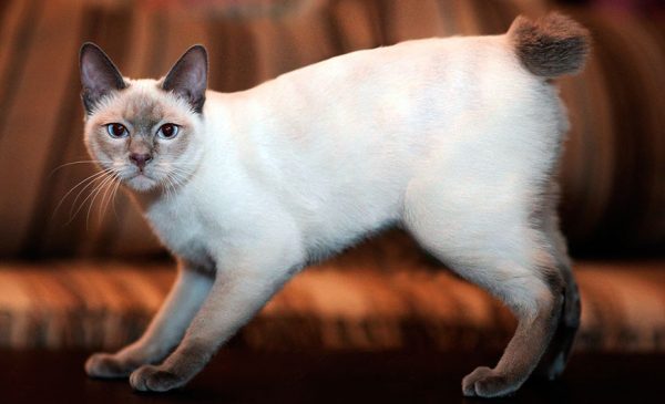 Меконгские бобтейлы: удивительные короткохвостые кошки