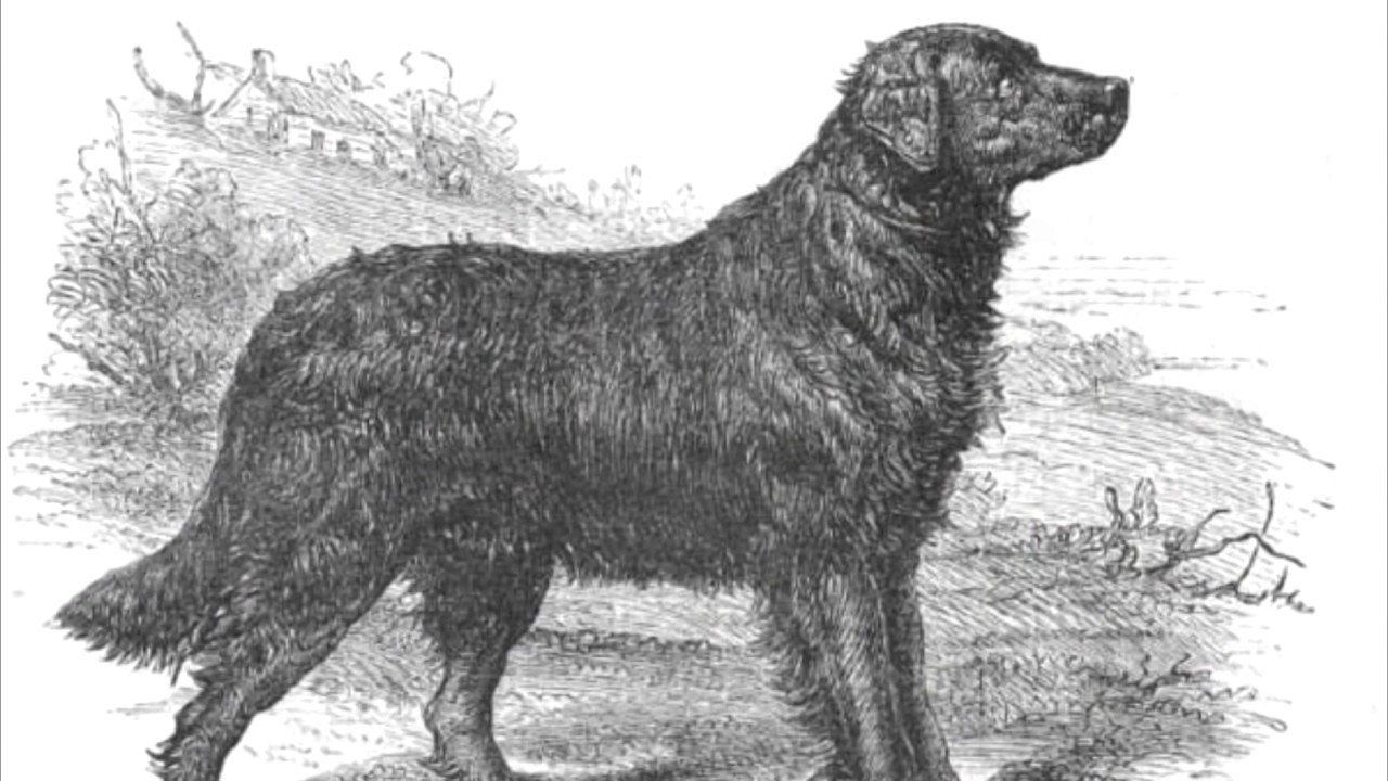 Вымершие породы собак: каких псов уже не существует