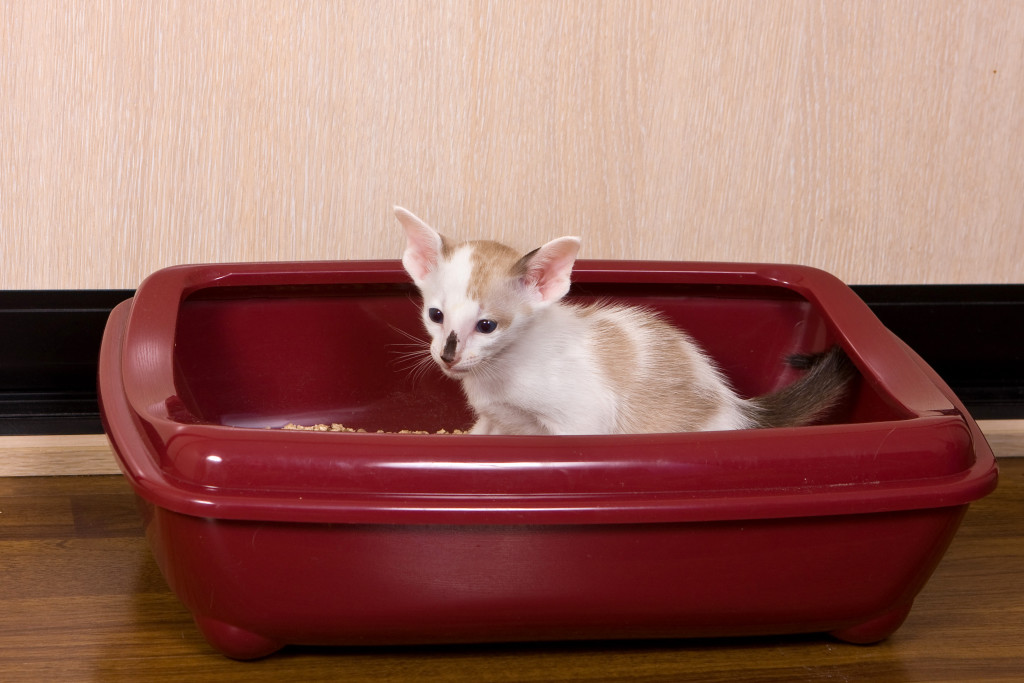 Как приучить котенка к туалету: варианты как заставить ходить в лоток