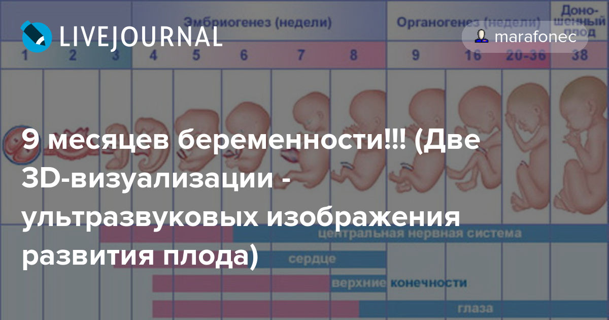 Первый триместр беременности по неделям развитие плода и ощущения женщины фото