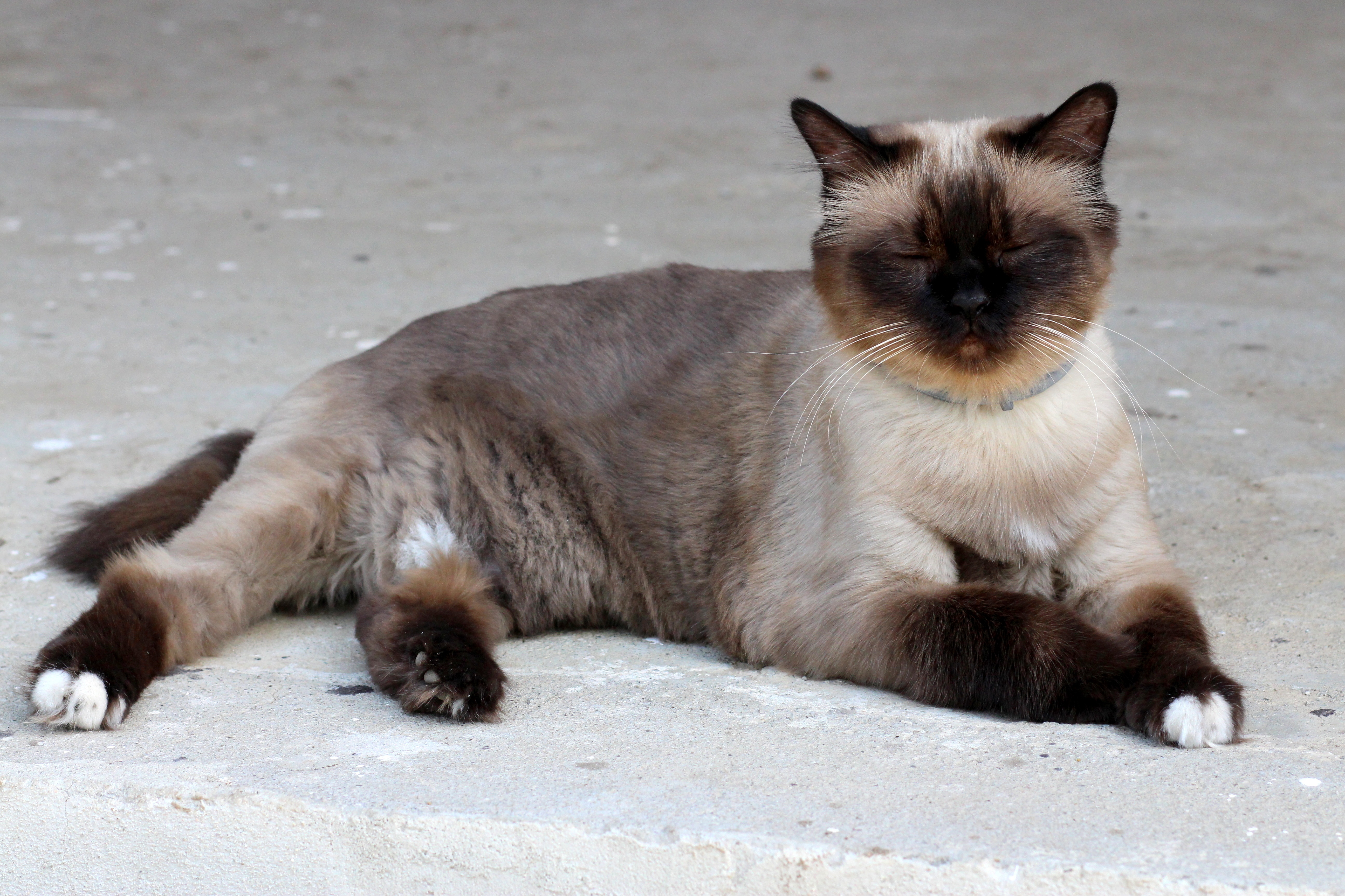 Бирманская кошка — священная порода Бирмы