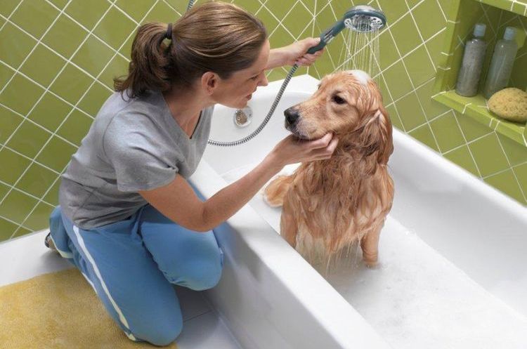 Когда можно купать щенка первый раз без прививок