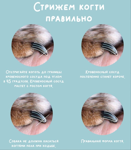 Нужно ли стричь когти кошке: необходимость и в каком возрасте