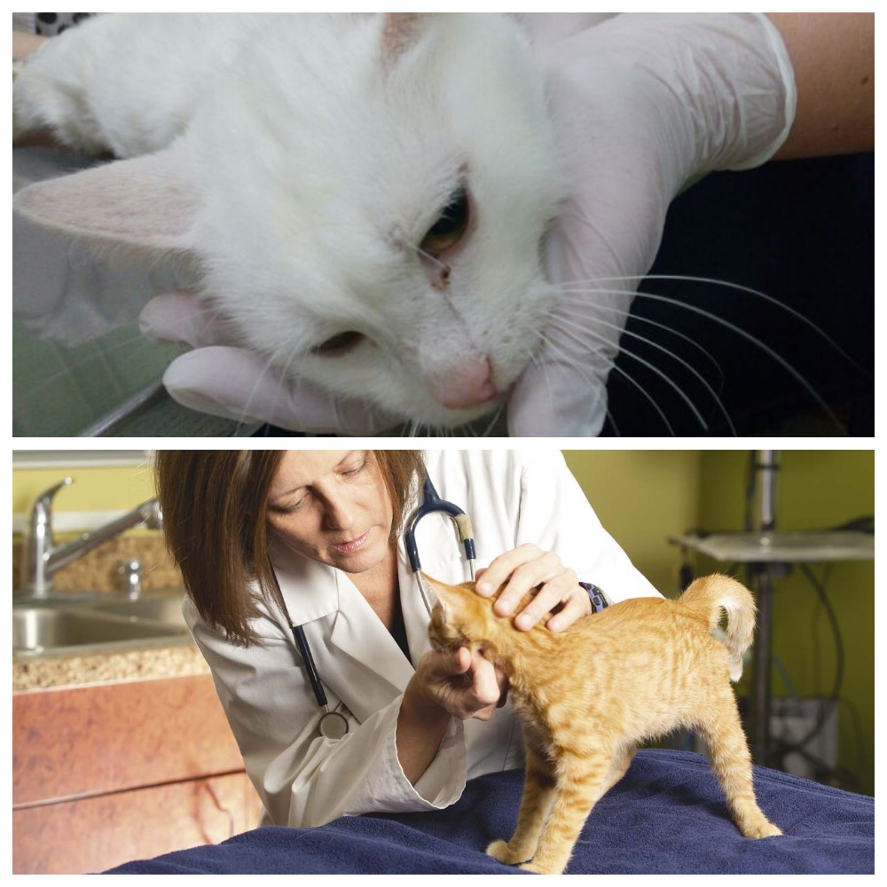 Эпилепсия у кошек: симптомы и лечение заболевания