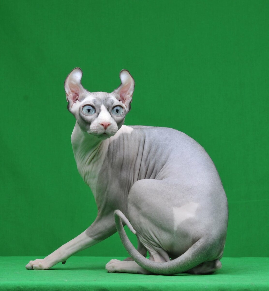Кошка эльф — отличие от котов породы сфинкс