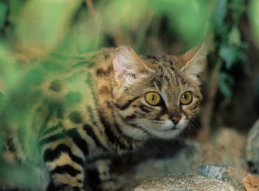 Дикий африканский кот — маленький, но храбрый хищник
