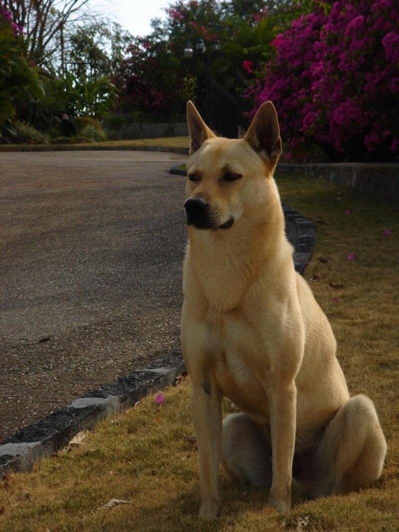 Ханаанская собака фото и описание породы