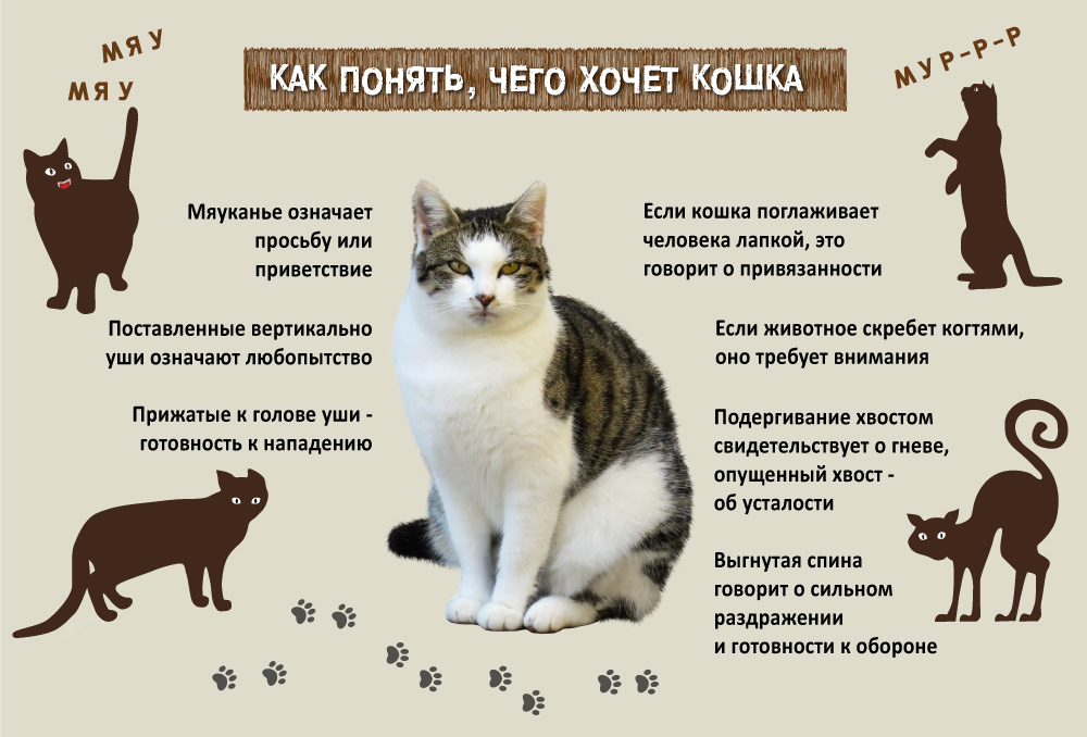 Как выбрать кота по цвету своих волос