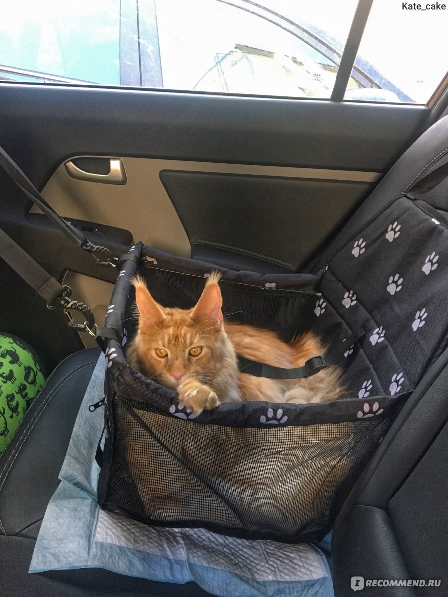 Как перевозить кота в машине на дальние расстояния