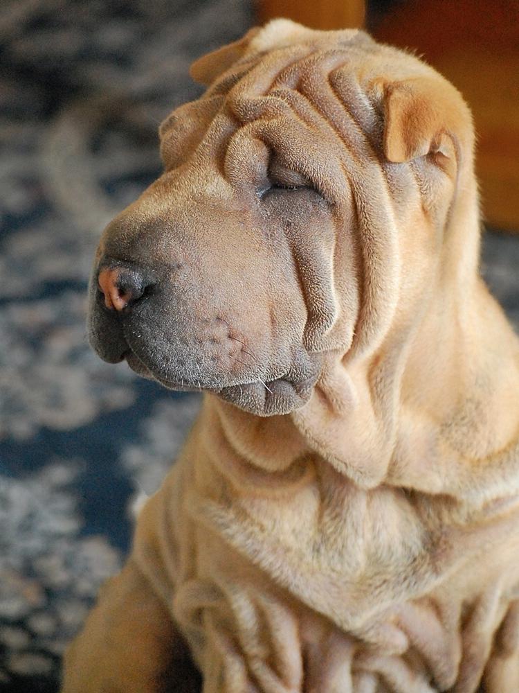 Собака со складками: морщинистая порода питомцев