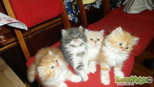 Чем кормить персидских котят, кошек и котов