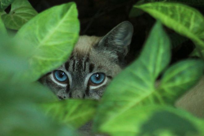 Охос азулес: особенности кошачьей породы