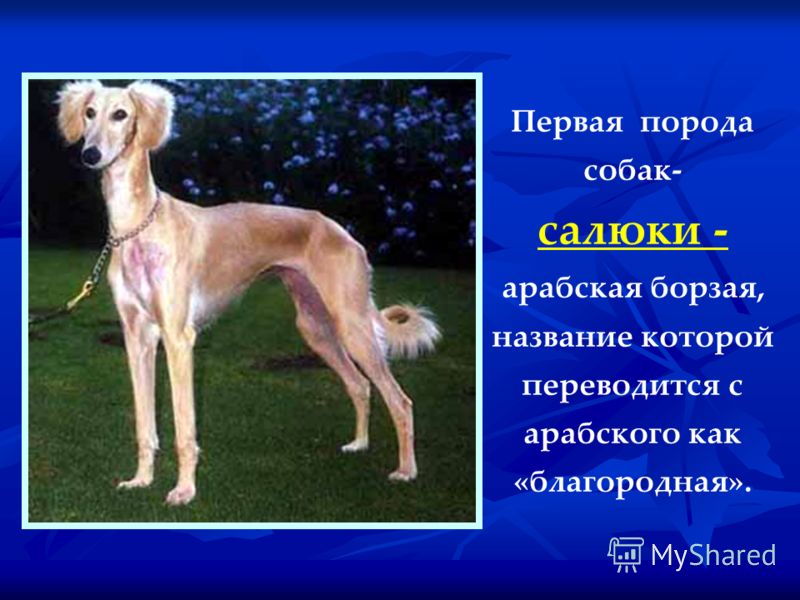 Породы крупных собак с фотографиями и названиями на русском языке