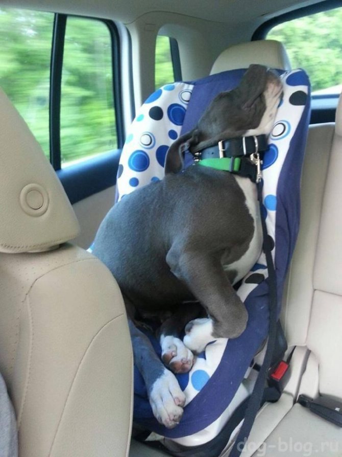 Собаку укачивает в машине: что делать, чтобы не тошнило
