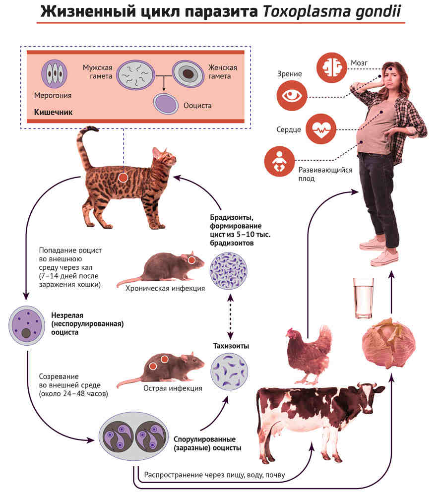 Как передается токсоплазмоз от кошки к человеку