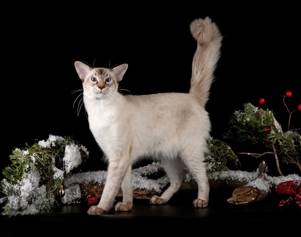ТОП-9 самых популярных пород кошек в России