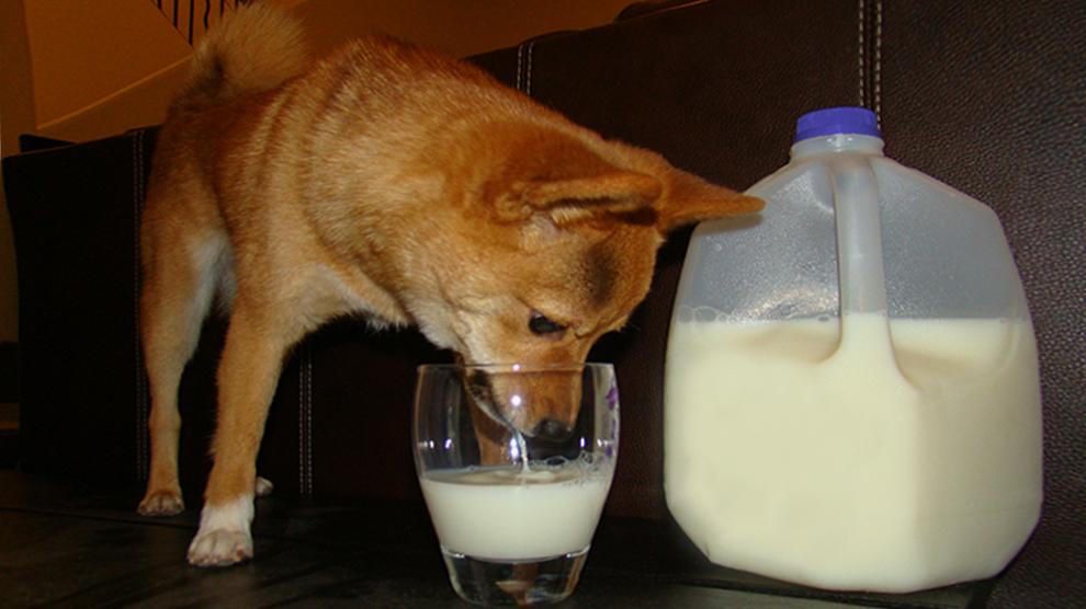 Можно ли собакам молоко: почему нельзя давать