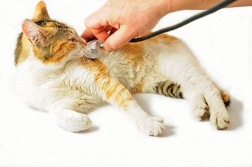 Сахарный диабет у кошек и как с ним бороться