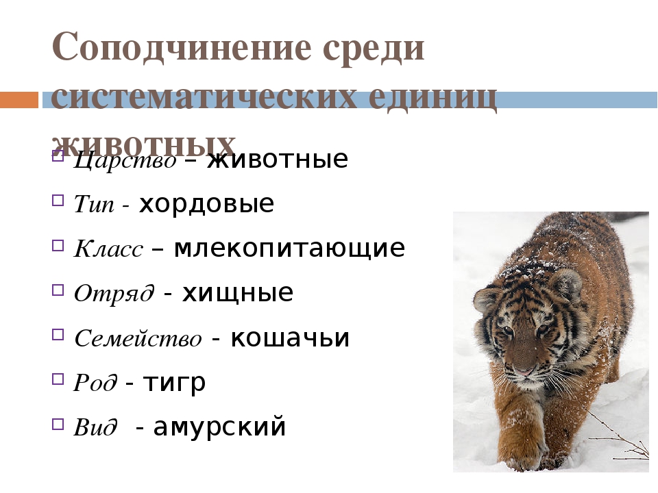 Вид животного пример. Систематика животного. Классификация животных примеры. Биологическая классификация животных. Систематика любого животного.