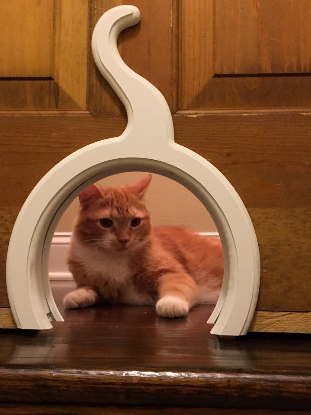 Дверца для кошек в дверь в туалет: как выбрать лаз