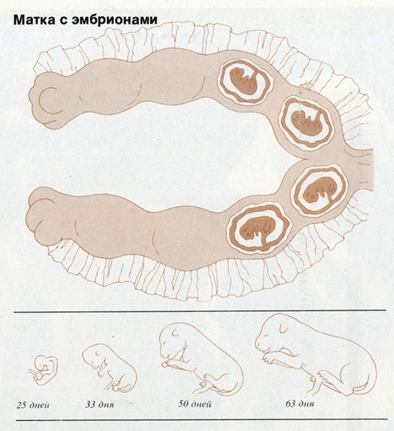 Беременность чихуахуа по дням и роды у собаки