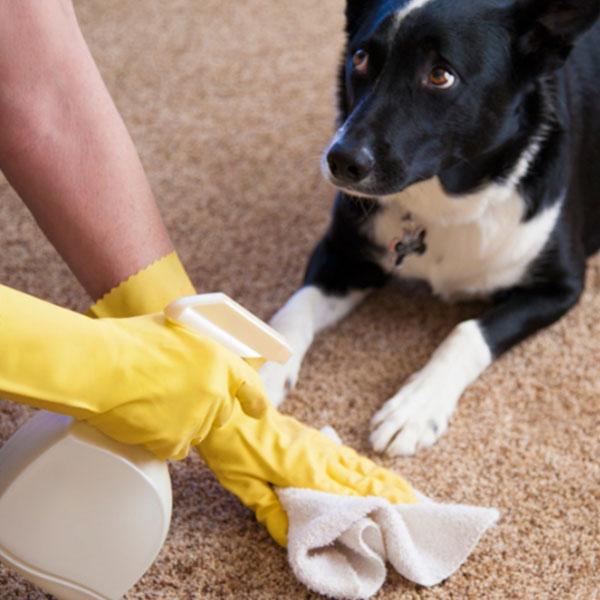 Как убрать запах собачьей мочи с ковра в домашних условиях