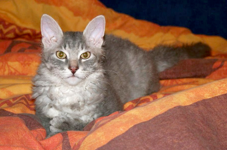 Метис кошка: основные варианты разнообразия помесей