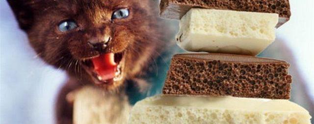 Можно ли кошкам сладкое — как они чувствуют и почему хотят шоколад